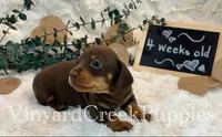 Wilson, a male Miniature Dachshund for sale in Marshfield, MO – 2 of 7