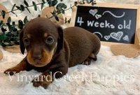 Wilson, a male Miniature Dachshund for sale in Marshfield, MO – 5 of 7