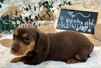 Remi, a female Miniature Dachshund for sale in Marshfield, MO – 6 of 8