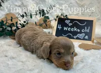 Blaze-long hair, a male Miniature Dachshund for sale in Marshfield, MO – 7 of 9