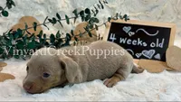 Maverick, a male Miniature Dachshund for sale in Marshfield, MO – 6 of 8