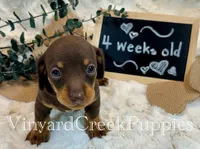Wilson, a male Miniature Dachshund for sale in Marshfield, MO – 4 of 7