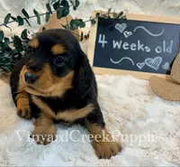 Rev-long hair, a male Miniature Dachshund for sale in Marshfield, MO – 5 of 9