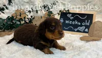 Milo-long hair, a male Miniature Dachshund for sale in Marshfield, MO – 5 of 9