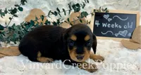 Rev-long hair, a male Miniature Dachshund for sale in Marshfield, MO – 3 of 9