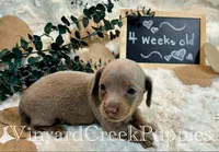Maverick, a male Miniature Dachshund for sale in Marshfield, MO – 8 of 8