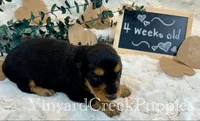 Rev-long hair, a male Miniature Dachshund for sale in Marshfield, MO – 4 of 9