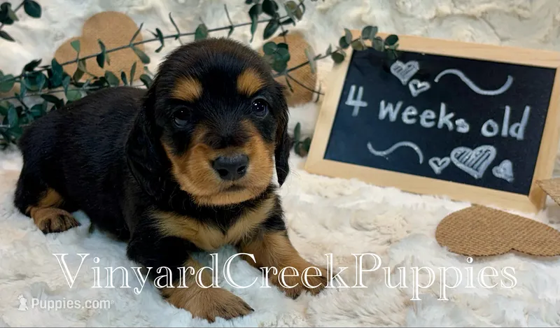 Rev-long hair – Miniature Dachshund puppy for sale in Marshfield, MO