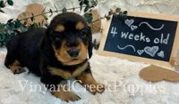 Rev-long hair, a male Miniature Dachshund for sale in Marshfield, MO – 1 of 9
