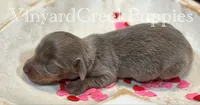 Blaze, a male Miniature Dachshund for sale in Marshfield, MO – Photo 3 of 6