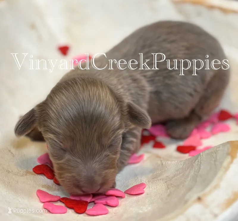 Blaze – Miniature Dachshund puppy for sale in Marshfield, MO
