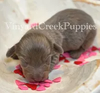 Blaze, a male Miniature Dachshund for sale in Marshfield, MO – Photo 1 of 6