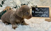 Blaze-long hair, a male Miniature Dachshund for sale in Marshfield, MO – 6 of 9