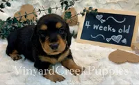 Rev-long hair, a male Miniature Dachshund for sale in Marshfield, MO – 7 of 9
