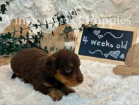 Milo-long hair, a male Miniature Dachshund for sale in Marshfield, MO – 6 of 9