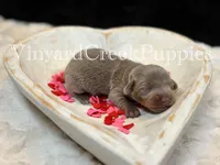 Maverick, a male Miniature Dachshund for sale in Marshfield, MO – Photo 3 of 4