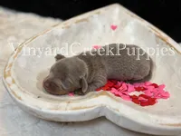 Maverick, a male Miniature Dachshund for sale in Marshfield, MO – Photo 2 of 4