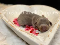 Maverick, a male Miniature Dachshund for sale in Marshfield, MO – Photo 1 of 4