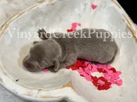 Maverick, a male Miniature Dachshund for sale in Marshfield, MO – Photo 4 of 4