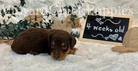 Milo-long hair, a male Miniature Dachshund for sale in Marshfield, MO – 8 of 9