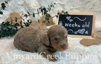 Blaze-long hair, a male Miniature Dachshund for sale in Marshfield, MO – 3 of 9