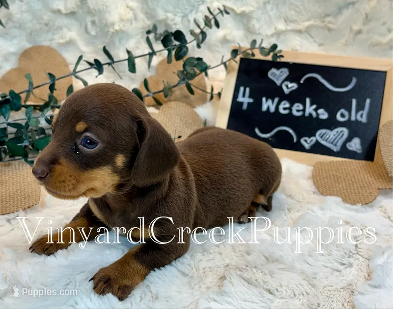 Wilson – Miniature Dachshund puppy for sale in Marshfield, MO