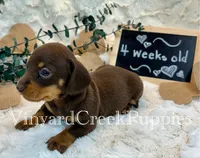 Wilson, a male Miniature Dachshund for sale in Marshfield, MO – 1 of 7