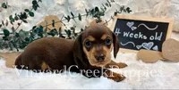 Remi, a female Miniature Dachshund for sale in Marshfield, MO – 3 of 8