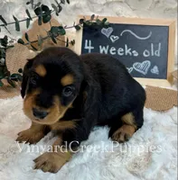 Rev-long hair, a male Miniature Dachshund for sale in Marshfield, MO – 8 of 9