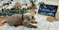 Maverick, a male Miniature Dachshund for sale in Marshfield, MO – 7 of 8