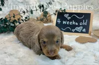 Blaze-long hair, a male Miniature Dachshund for sale in Marshfield, MO – 4 of 9