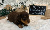 Milo-long hair, a male Miniature Dachshund for sale in Marshfield, MO – 9 of 9