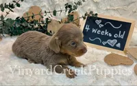 Blaze-long hair, a male Miniature Dachshund for sale in Marshfield, MO – 9 of 9