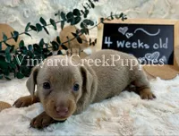 Maverick, a male Miniature Dachshund for sale in Marshfield, MO – 4 of 8