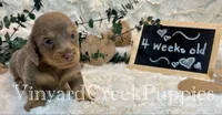 Blaze-long hair, a male Miniature Dachshund for sale in Marshfield, MO – 5 of 9