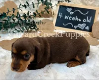 Remi, a female Miniature Dachshund for sale in Marshfield, MO – 8 of 8