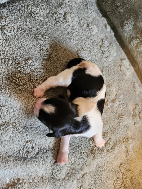 Jasmine – English Springer Spaniel puppy for sale in Baraboo, WI