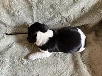 Marvin, a male English Springer Spaniel for sale in Baraboo, WI – 2 of 2