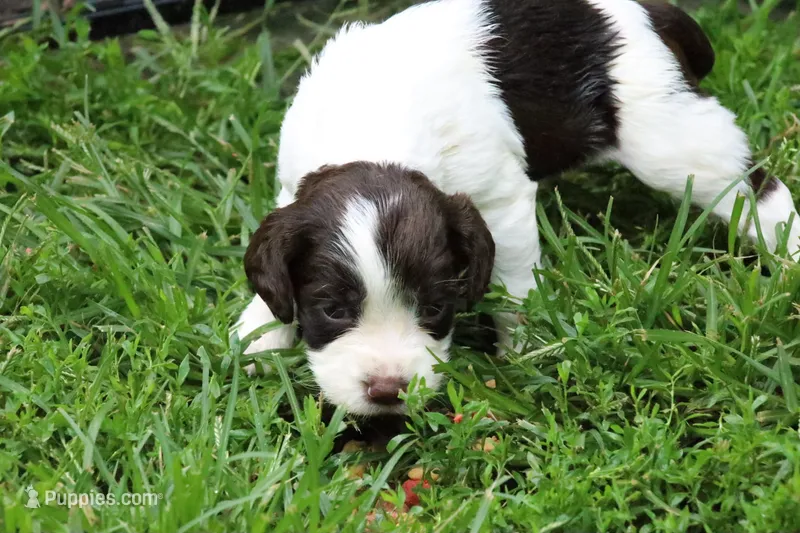 Belle – English Springer Spaniel puppy for sale in Baraboo, WI