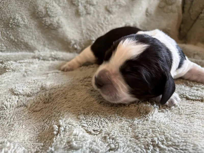 Marvin – English Springer Spaniel puppy for sale in Baraboo, WI