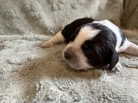 Marvin, a male English Springer Spaniel for sale in Baraboo, WI – 1 of 2