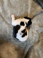 Mulan, a female English Springer Spaniel for sale in Baraboo, WI – 1 of 1