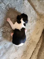 Rapunzel, a female English Springer Spaniel for sale in Baraboo, WI – 1 of 1