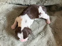 Taz, a male English Springer Spaniel for sale in Baraboo, WI – 2 of 2