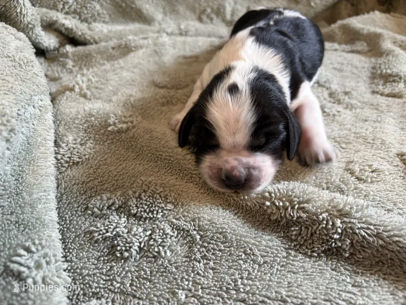 Penelope – English Springer Spaniel puppy for sale in Baraboo, WI