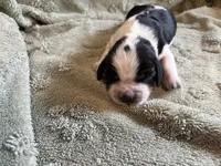 Penelope, a female English Springer Spaniel for sale in Baraboo, WI – 1 of 2