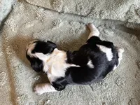 Petunia, a female English Springer Spaniel for sale in Baraboo, WI – 2 of 2