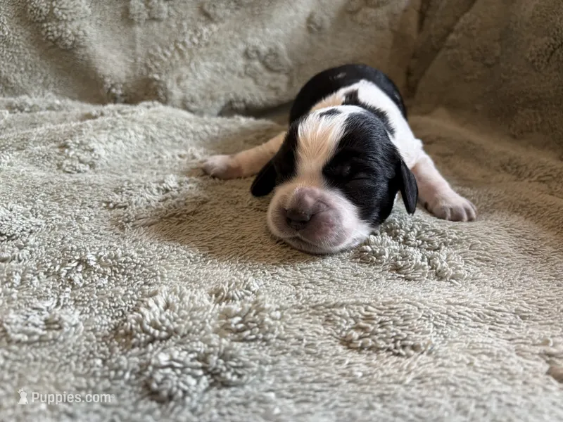 Daffy – English Springer Spaniel puppy for sale in Baraboo, WI