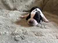 Daffy, a male English Springer Spaniel for sale in Baraboo, WI – 1 of 2