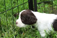 Belle, a female English Springer Spaniel for sale in Baraboo, WI – 2 of 4